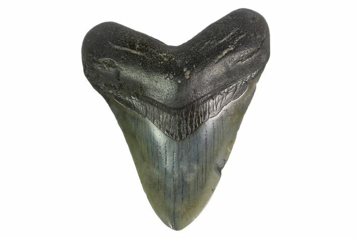Fossil Megalodon Tooth - South Carolina #130830